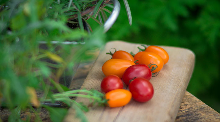 pixelwerft tomaten isachsen DSC 0664