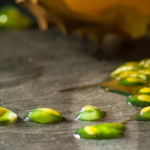 kiwano food fotografie isachsen 2 | Pixelwerft - Visuelle Kommunikation